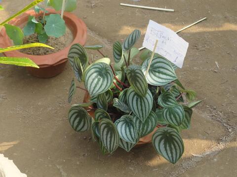 Flower Show by the Youth of CBC (Youth Festival first day.)