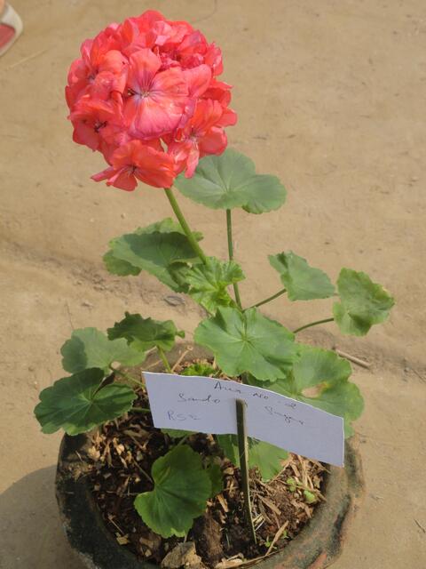 Flower Show by the Youth of CBC (Youth Festival first day.)