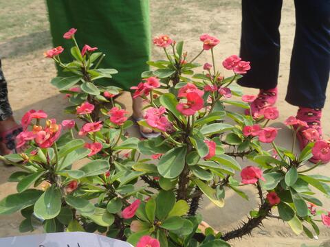 Flower Show by the Youth of CBC (Youth Festival first day.)