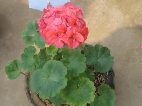 Flower Show by the Youth of CBC (Youth Festival first day.)
